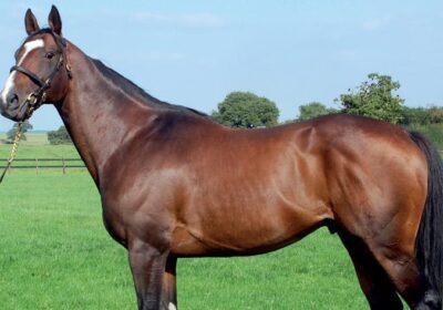 Yorgunnabelucky Gelding Makes €30,000