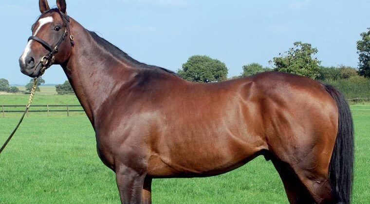 Yorgunnabelucky Gelding Makes €30,000