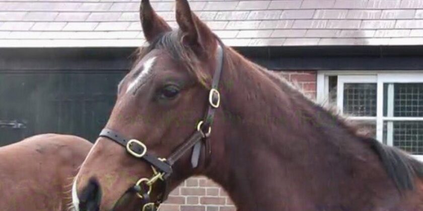 Heeraat Foal Goes for 38,000gns