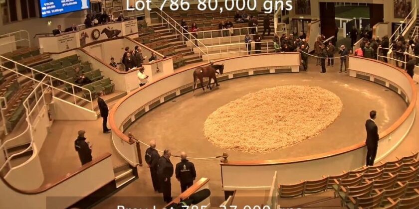 December Foal Sale Successes!