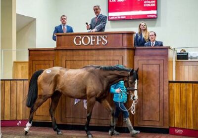 Sale-Topper at Goffs!