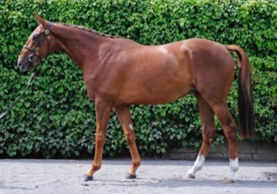 Yorgunnabelucky 3year old makes €60,000