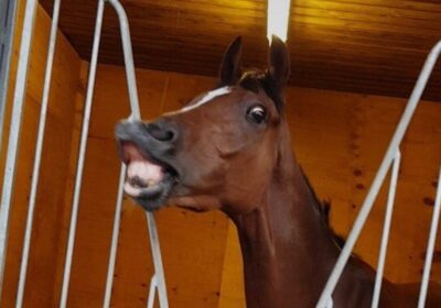 Amy Blair Wins Another At Hamilton