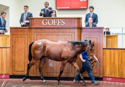Heeraat Dominates Silver Yearling Sale