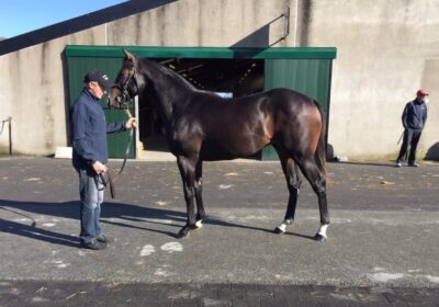 Heeraat Yearlings Sell Well at Fairyhouse