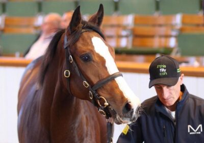 EBN News Feature About Mickley Stud