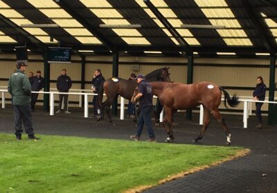Heeraat Colt Sold for €57,000