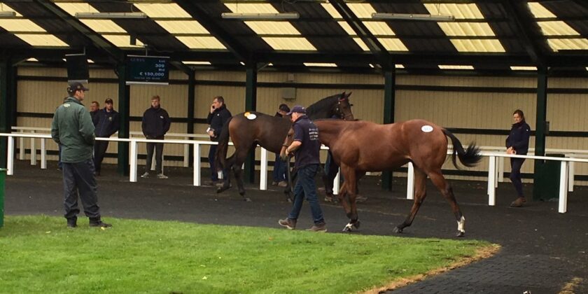 Heeraat Colt Sold for €57,000