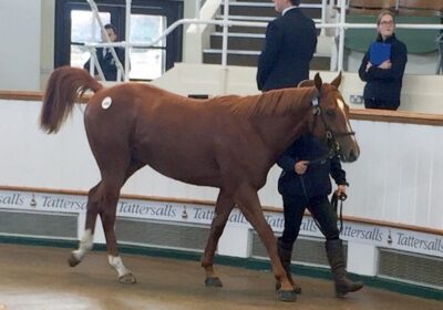 140,000gns for HAVANA GREY Full Brother