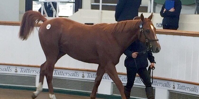 140,000gns for HAVANA GREY Full Brother