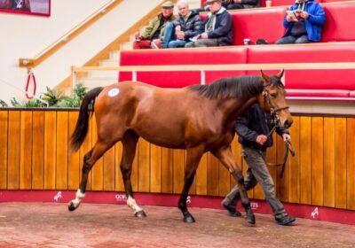 Easterby Enthuses About Heeraat Yearlings!