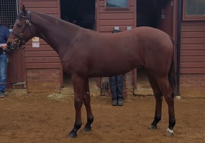 Final HEERAAT Yearling Sale of 2017