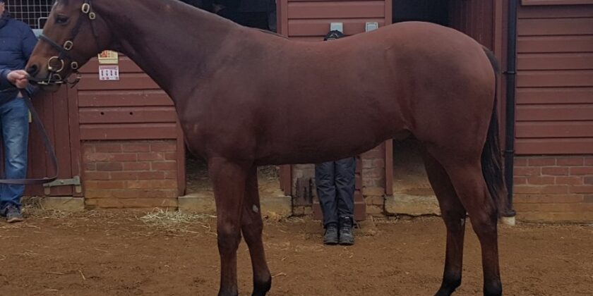 Final HEERAAT Yearling Sale of 2017