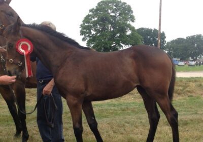 Pineapple Rush Wins On Hurdles Debut