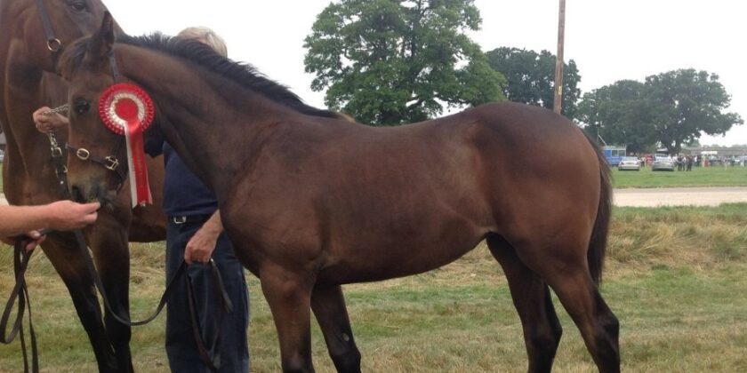 Pineapple Rush Wins On Hurdles Debut