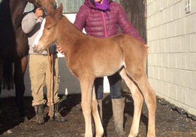 First Proconsul Foal a Stunning Colt