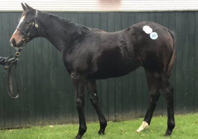 Mickley Stud Sale-Topper