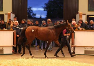 Mickley Consigns Sale-Topper at Tattersalls!