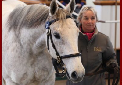 Dam of Havana Grey Makes 370,000gns at Tattersalls!
