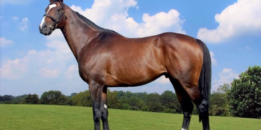 YORGUNNABELUCKY 5yo Sells for £175,000