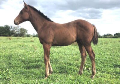 Leopardstown Winner ESTEPONA SUN