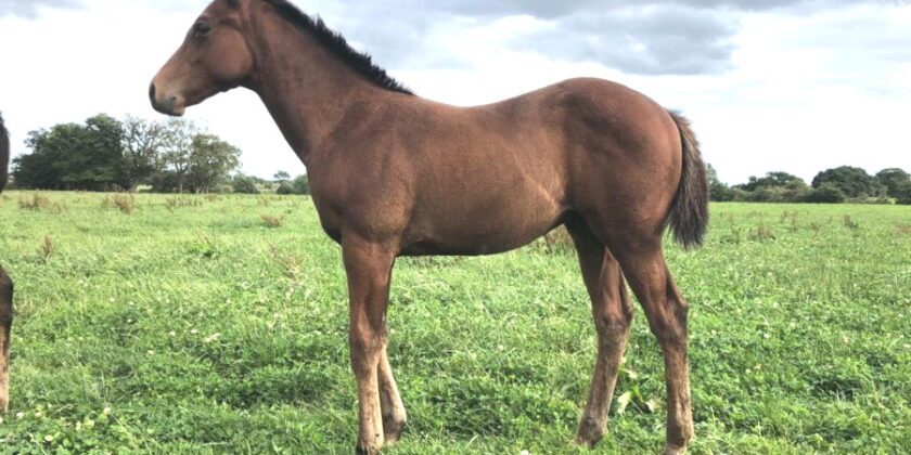 Leopardstown Winner ESTEPONA SUN