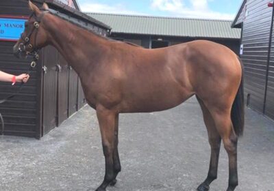 Pivotal Filly Sells for £65,000