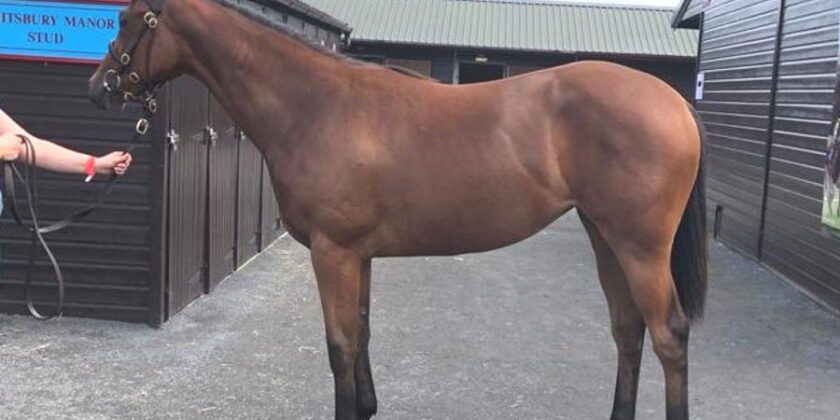 Pivotal Filly Sells for £65,000