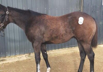 Good Business In The Sales Ring