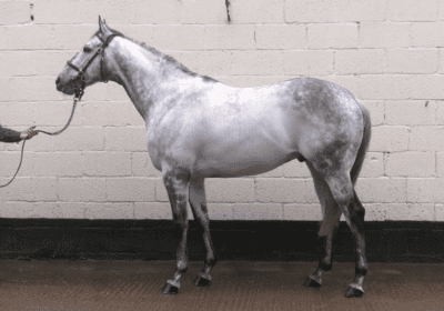 New Stallion for Mickley Stud – Almanaara