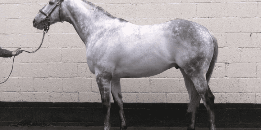 New Stallion for Mickley Stud – Almanaara