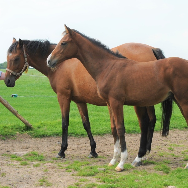 Boarding and Foaling