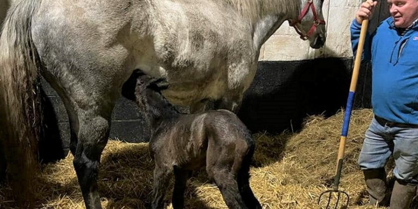 First Foal of 2022