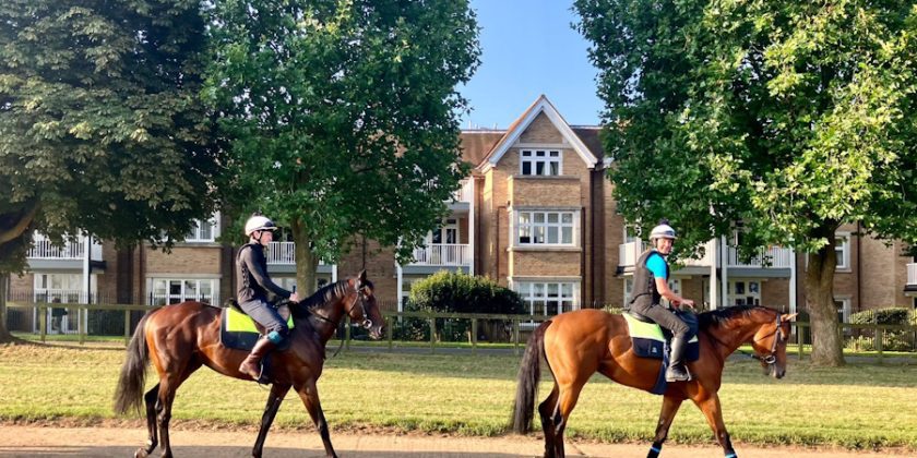 Two Stars From Mickley Stud