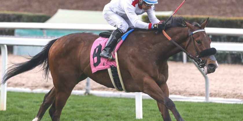Massaat Filly Sparkles at Santa Anita