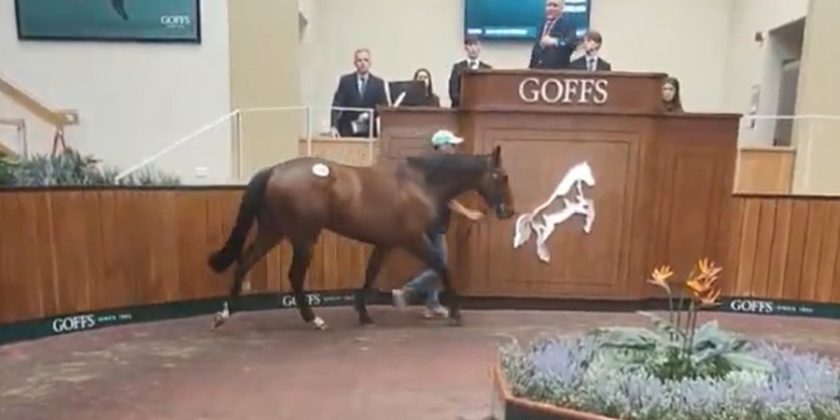 UBETTABELIEVEIT Colt sells for £300,000
