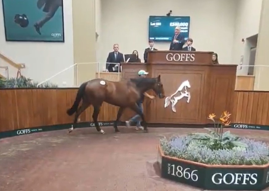 UBETTABELIEVEIT Colt sells for £300,000