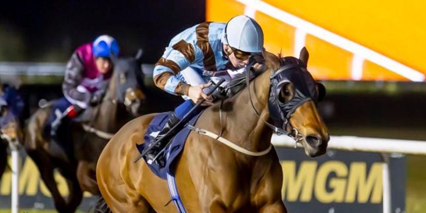 Double Up For Massaat Filly