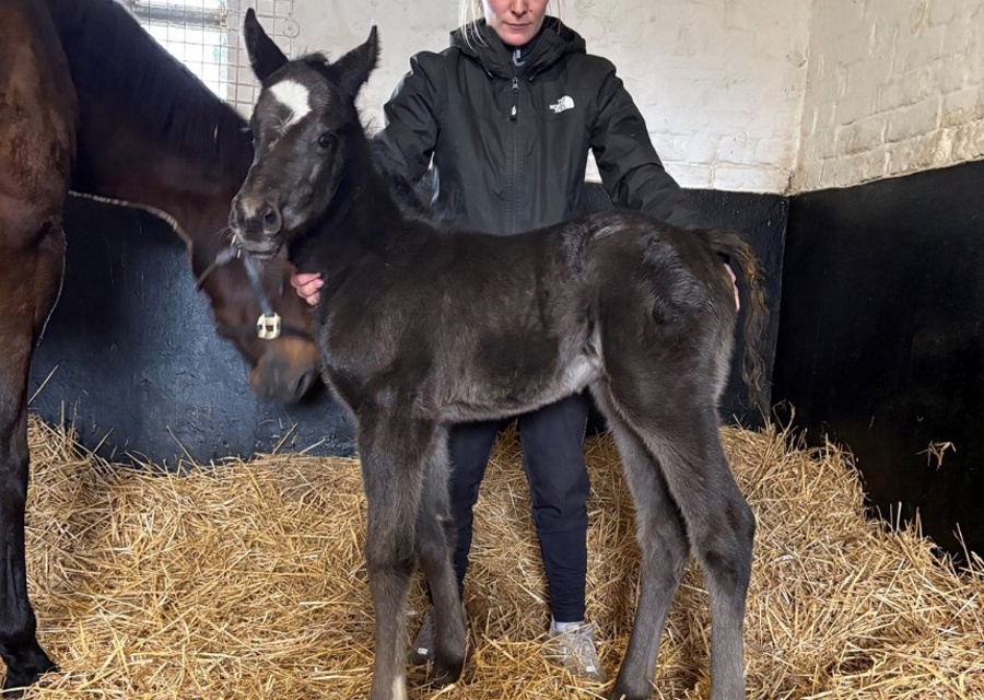 Mickley Stud Welcomes First Foal by Vandeek