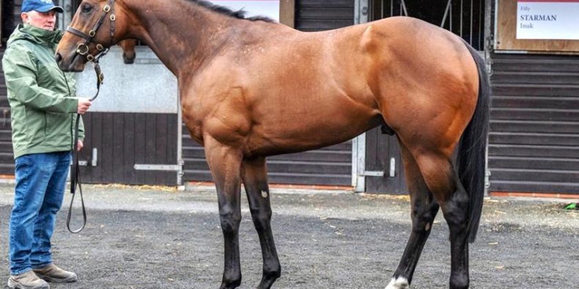 Ubettabelieveit, Value Sire!