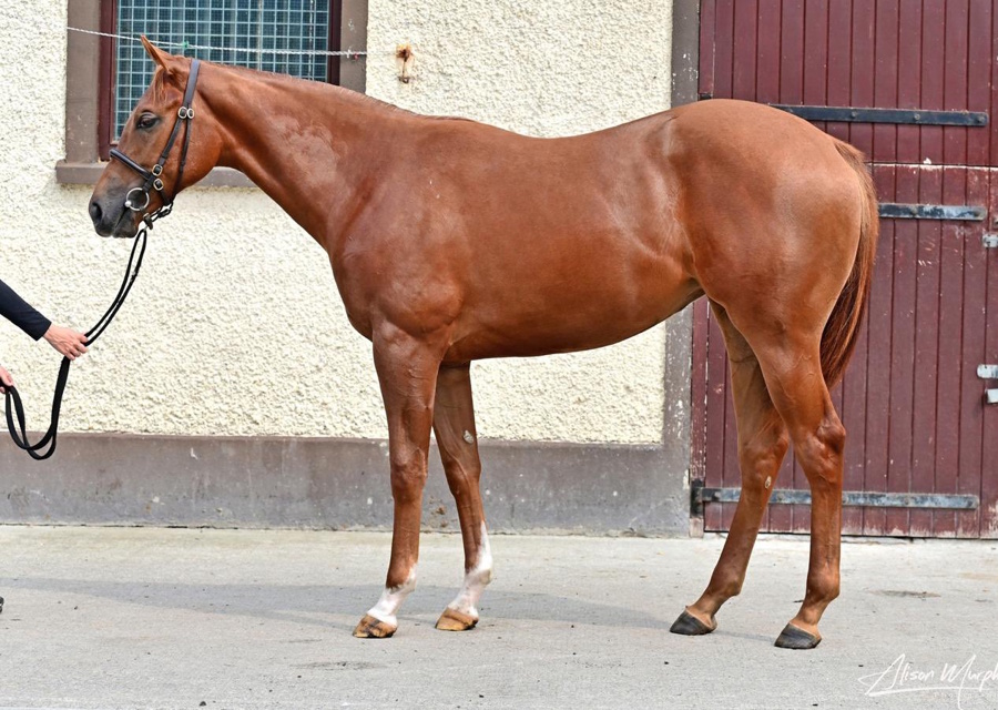 Smart 2yo winner for SOLDIER’S CALL